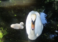 Wallpapers Animals ce cygne semble fch aprs le photographe