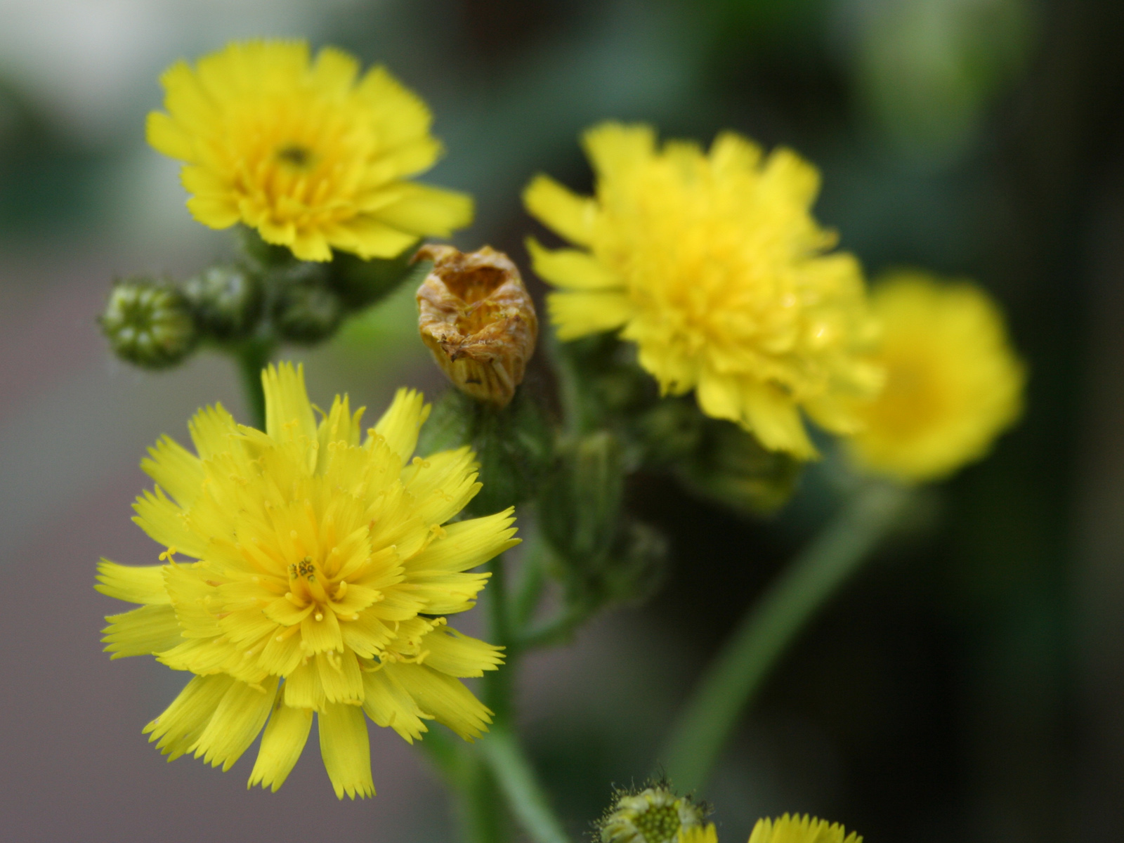 Wallpapers Nature Flowers La Belle et la Bte