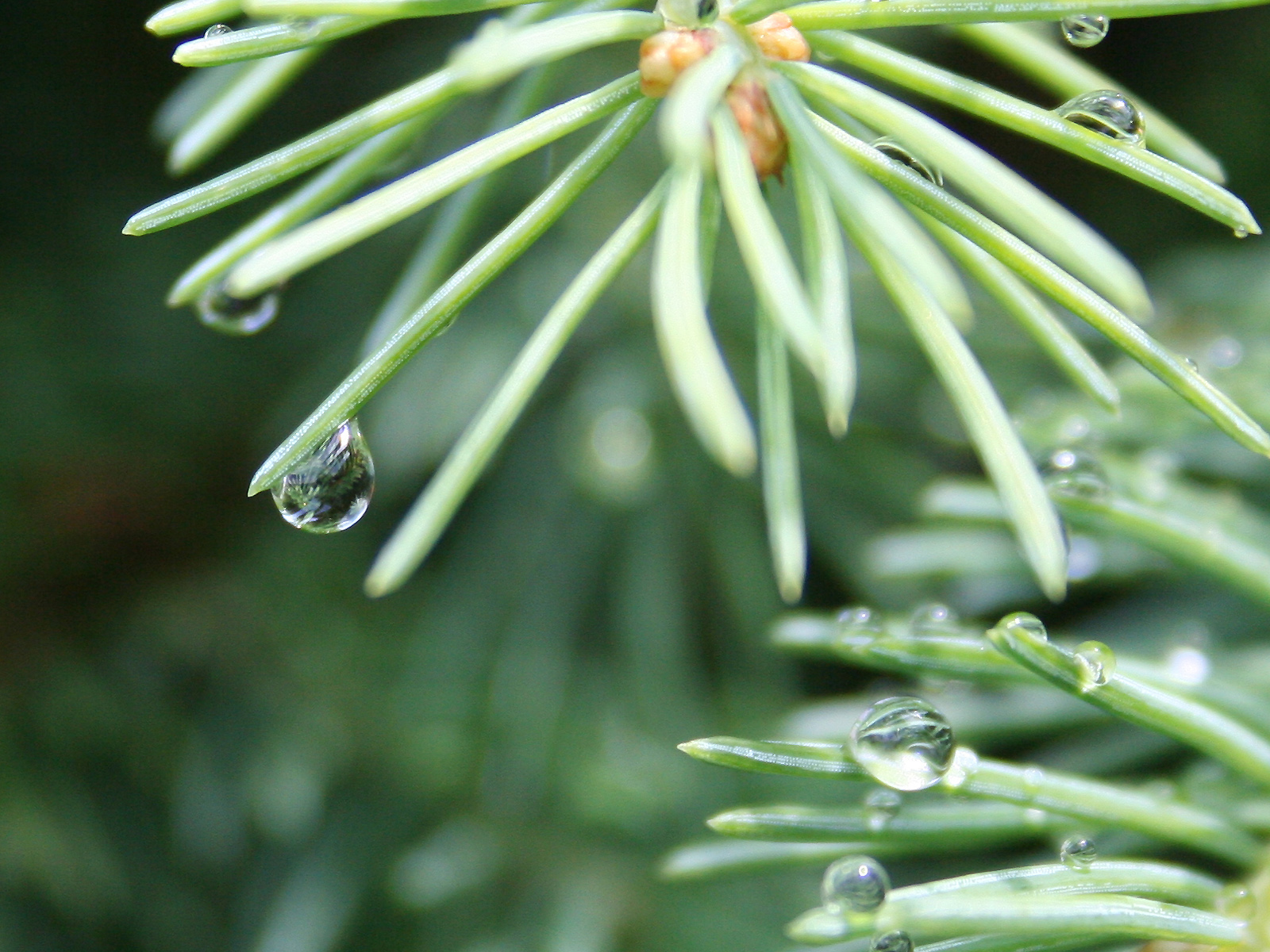 Wallpapers Nature Leaves - Foliage La Goutte