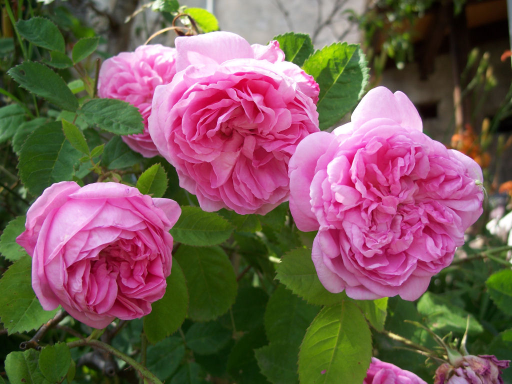 Wallpapers Nature Flowers Roses anciennes