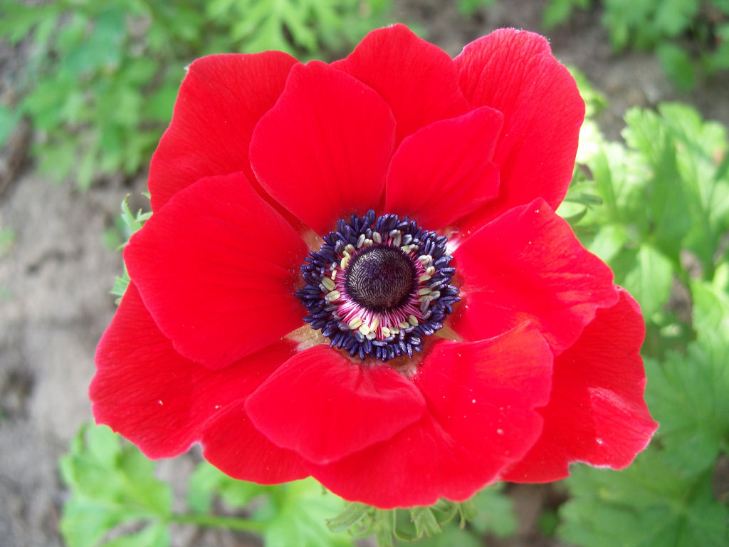 Fonds d'cran Nature Fleurs Anemone