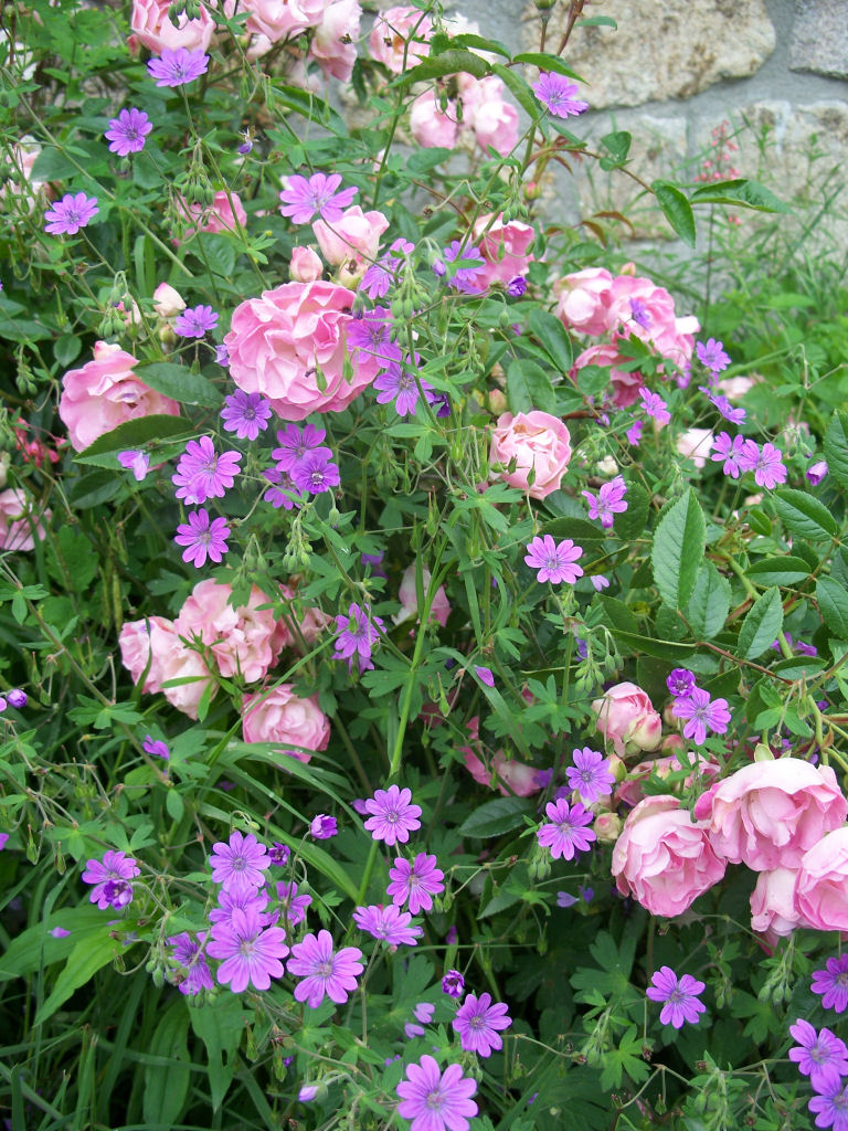 Fonds d'cran Nature Fleurs Rose et geranium