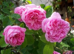 Fonds d'cran Nature Roses anciennes