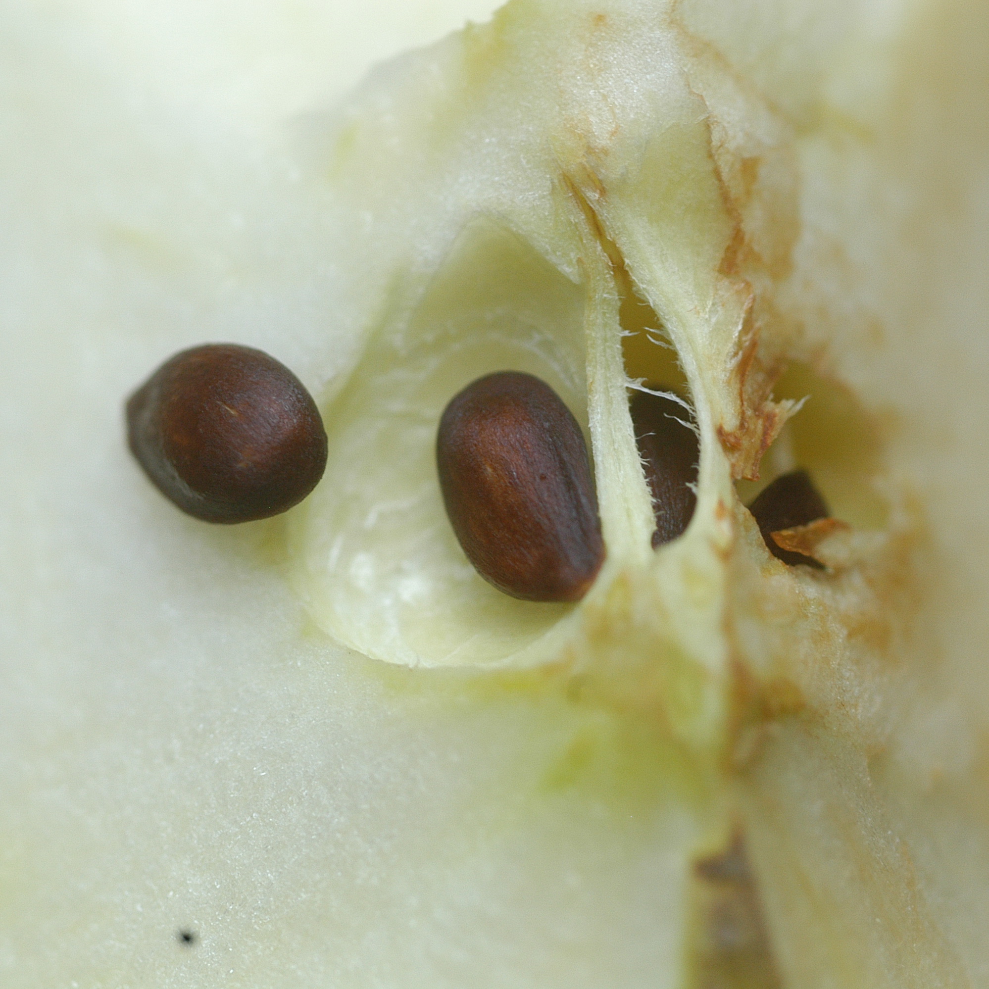 Wallpapers Nature Fruits Pomme