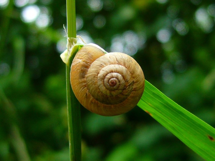 Wallpapers Animals Snails - Slugs escargot de normandie