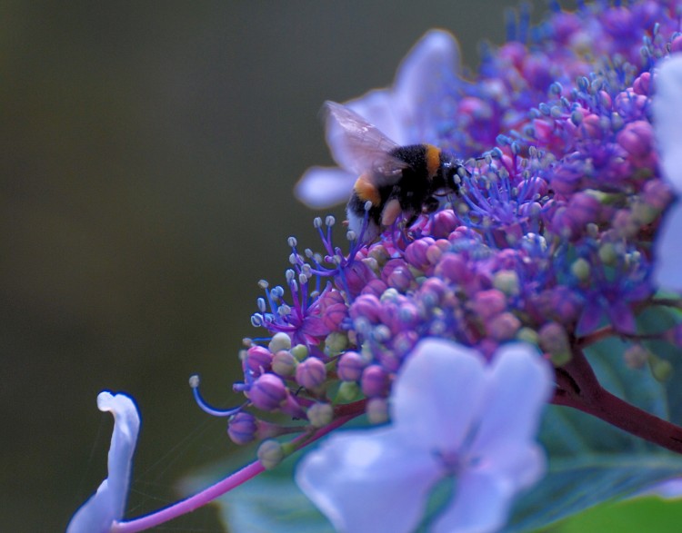 Fonds d'cran Animaux Insectes - Abeilles Gupes ... VISITE SUR UN HORTENSIA