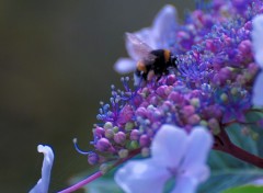 Fonds d'cran Animaux VISITE SUR UN HORTENSIA