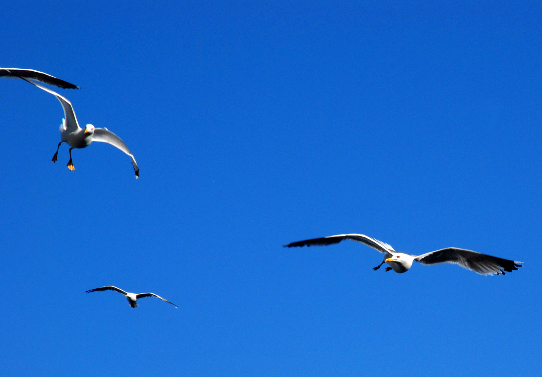 Fonds d'cran Animaux Oiseaux - Mouettes et Goélands attention à 2 heures