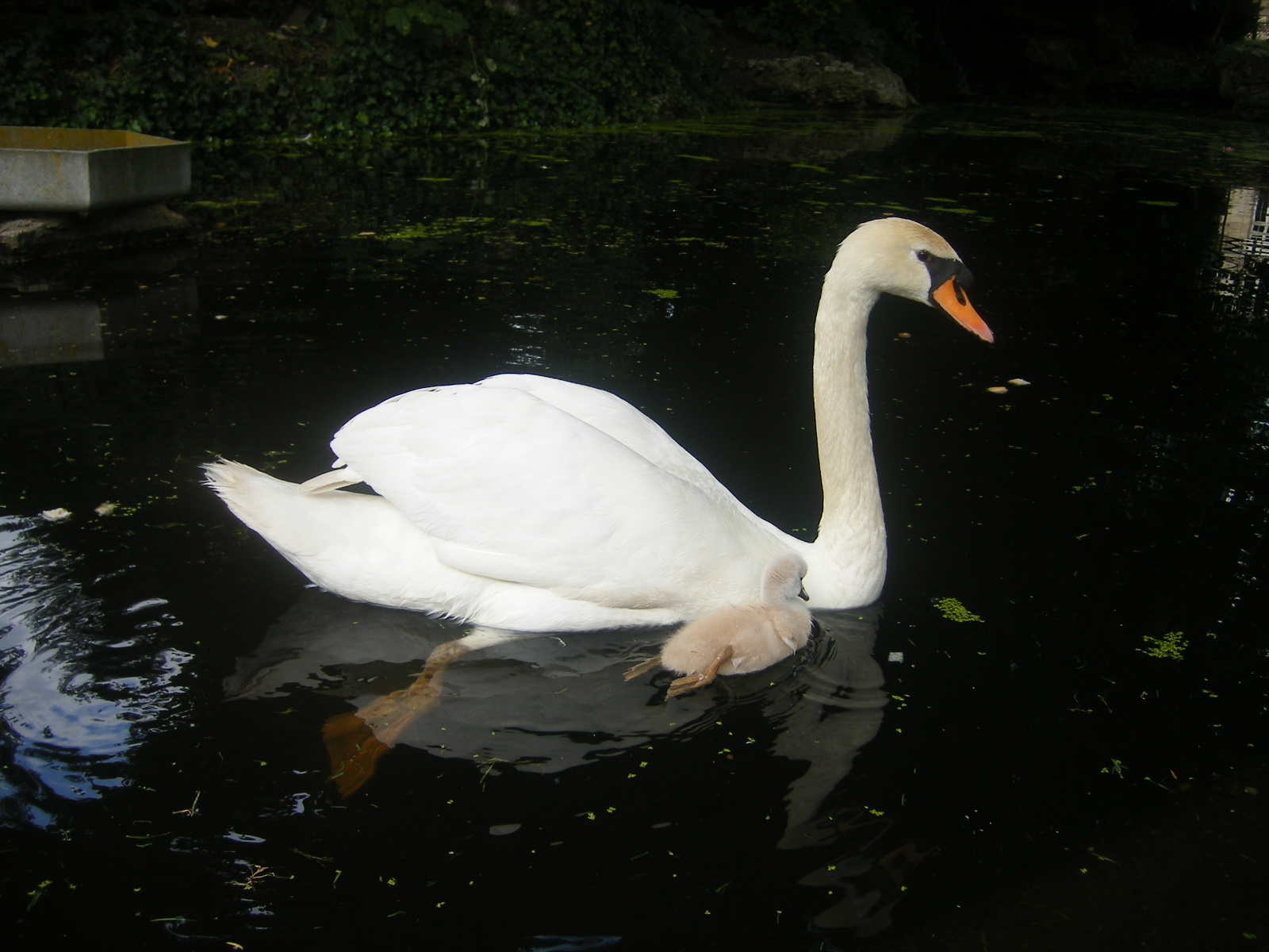 Wallpapers Animals Birds - Swans une maman cygne se promne avec son bb