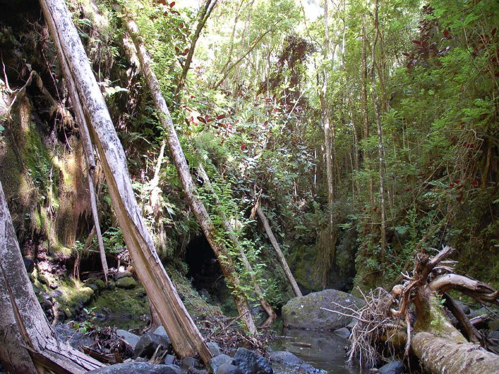 Fonds d'cran Nature Arbres - Forts 