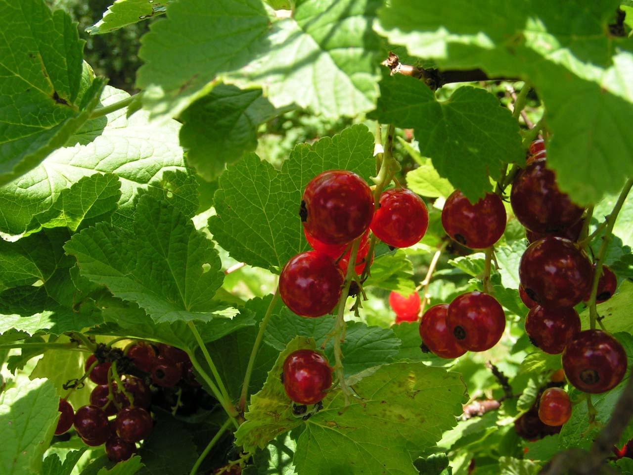 Fonds d'cran Nature Fruits 