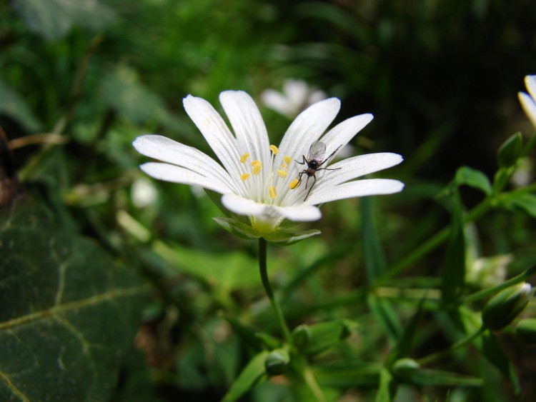 Fonds d'cran Nature Fleurs insecte sur une stellaire