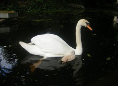 Wallpapers Animals une maman cygne se promne avec son bb