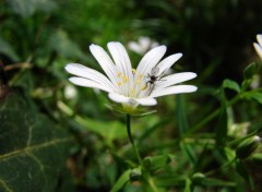 Fonds d'cran Nature insecte sur une stellaire