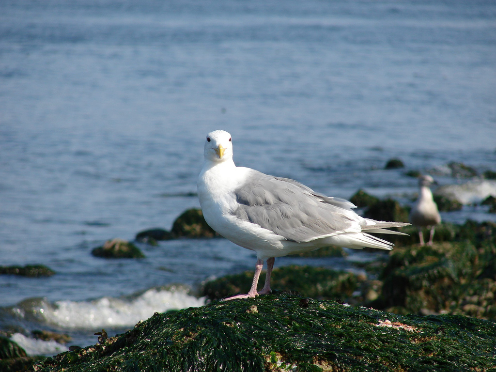 Fonds d'cran Animaux Oiseaux - Mouettes et Golands Gull