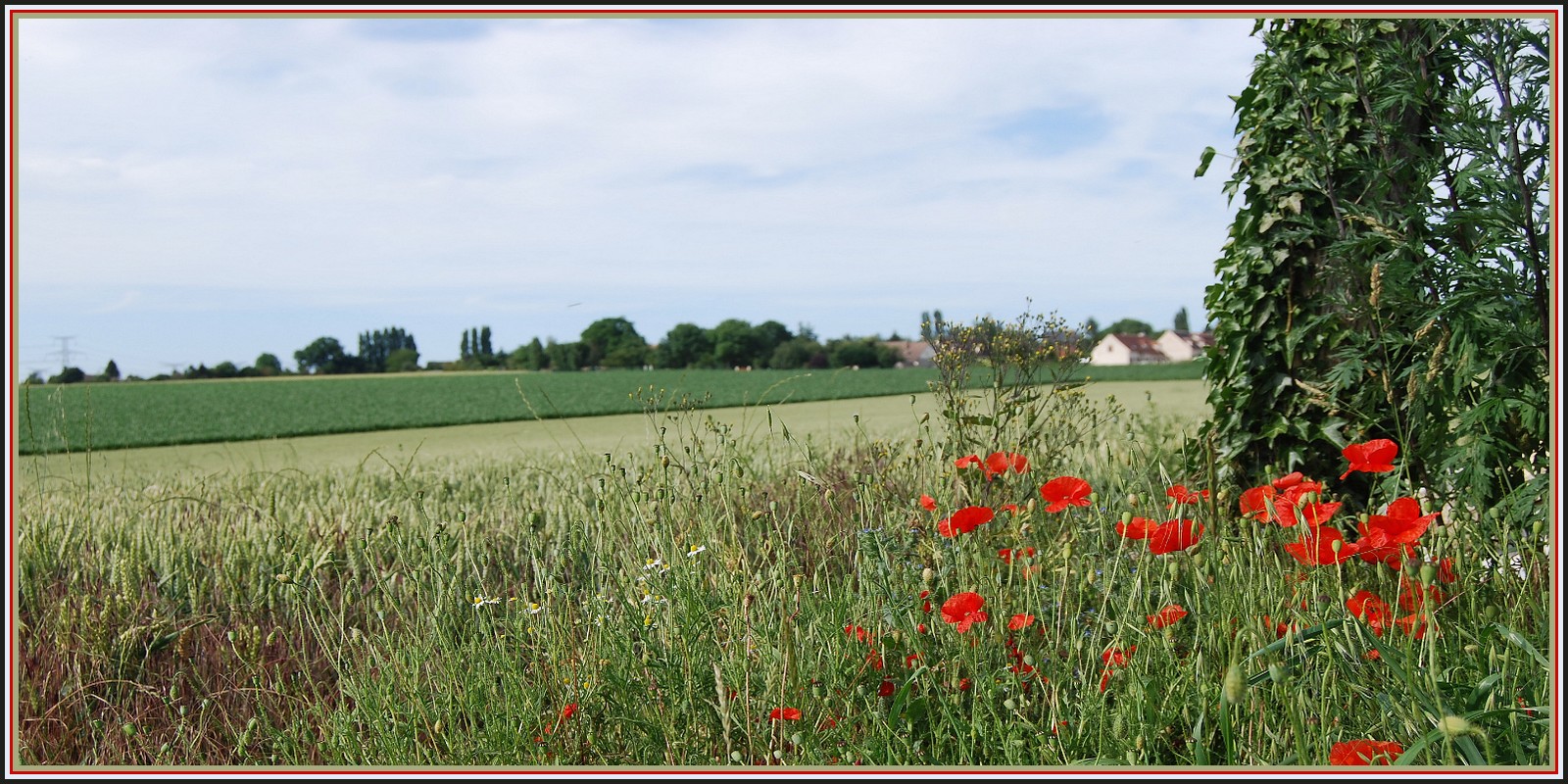 Fonds d'cran Nature Champs - Prairies Bls et coquelicots