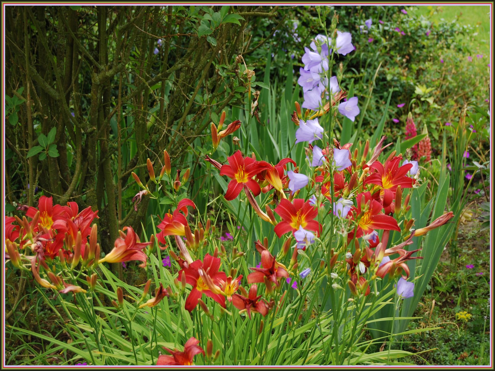 Fonds d'cran Nature Fleurs Hmrocalles et campanules