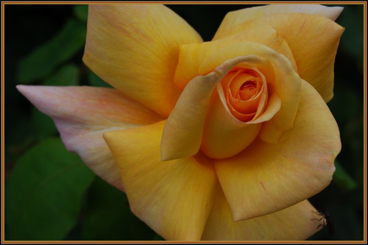 Fonds d'cran Nature Fleurs Rose Jaune