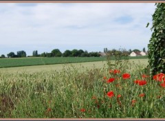 Fonds d'cran Nature Bls et coquelicots