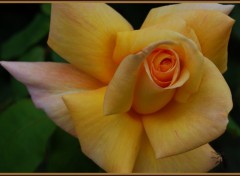 Fonds d'cran Nature Rose Jaune