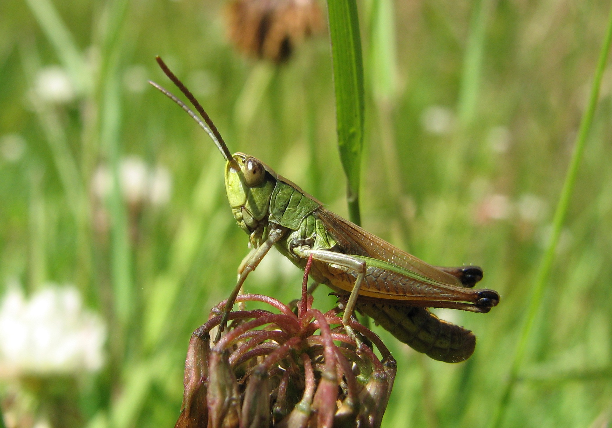 Fonds d'cran Animaux Insectes - Sauterelles et Criquets Elle prend la pose