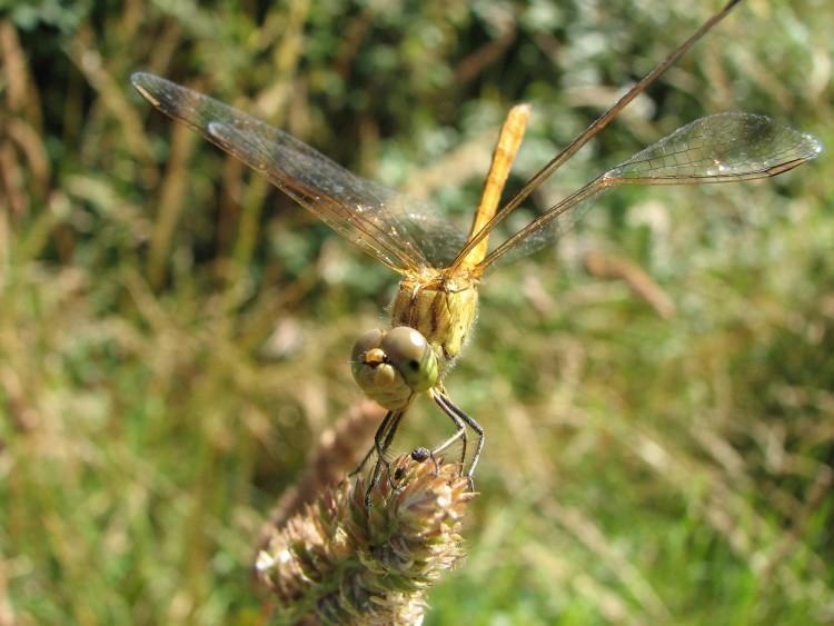 Fonds d'cran Animaux Insectes - Libellules Elle s'est blesse...(symptrum Sanguinum)