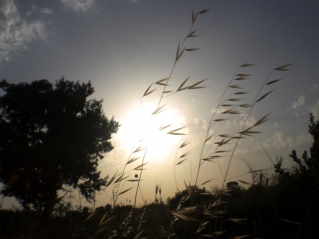 Fonds d'cran Nature Champs - Prairies Gramin 1