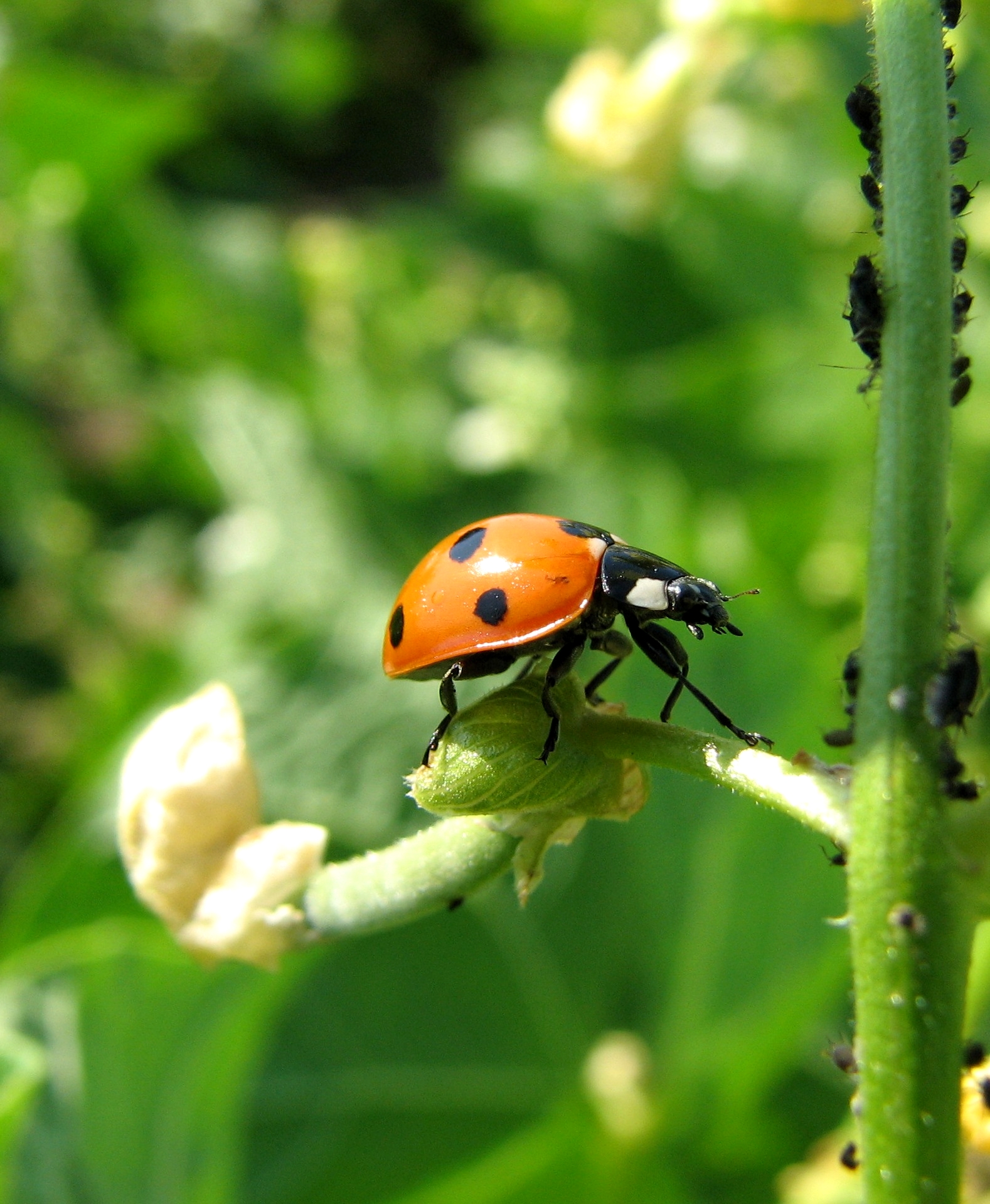 Wallpapers Animals Insects - Ladybugs La coccinelle  7 points attaque les pucerons