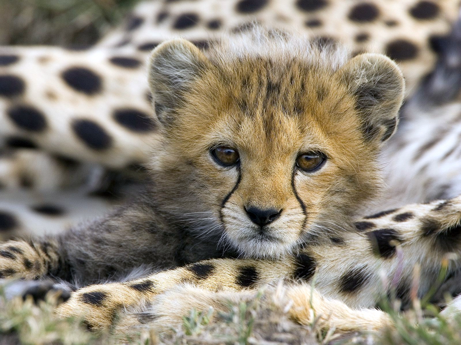 Wallpapers Animals Felines - Cheetahs Bb gupard