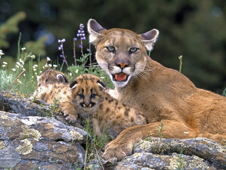 Fonds d'cran Animaux Flins - Pumas Un puma et ses petits