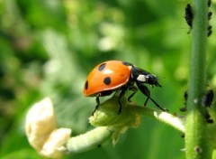 Fonds d'cran Animaux La coccinelle  7 points attaque les pucerons