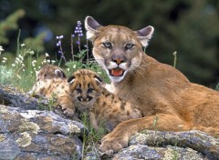 Fonds d'cran Animaux Un puma et ses petits