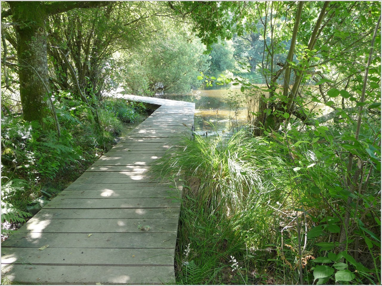 Fonds d'cran Nature Arbres - Forts Randonne