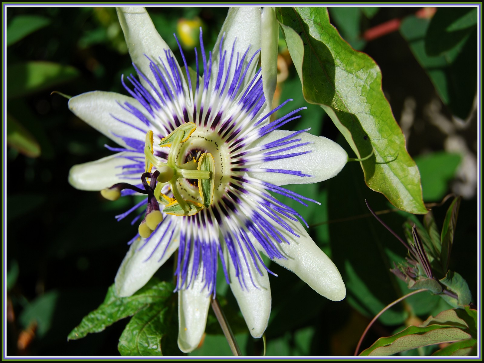 Fonds d'cran Nature Fleurs Passiflore ou Fleur de la Passion