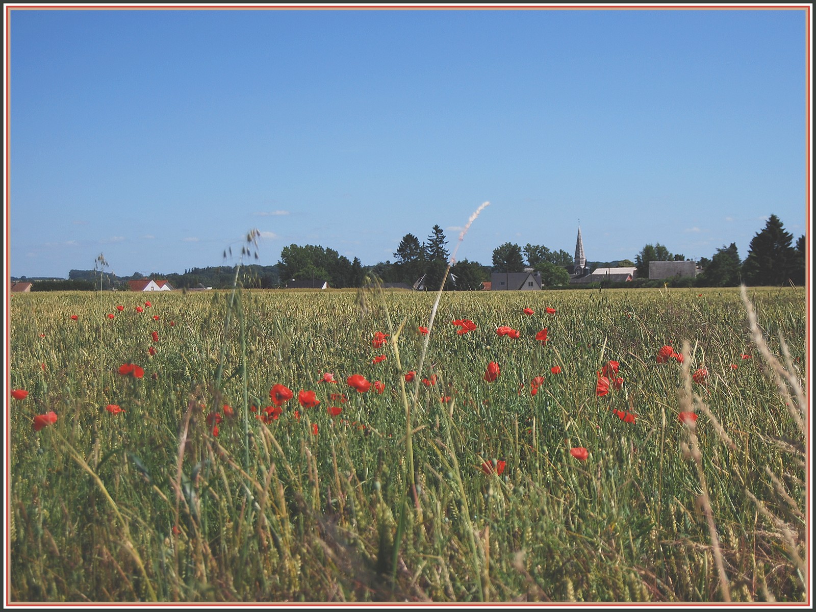 Fonds d'cran Nature Champs - Prairies Bls et coquelicots