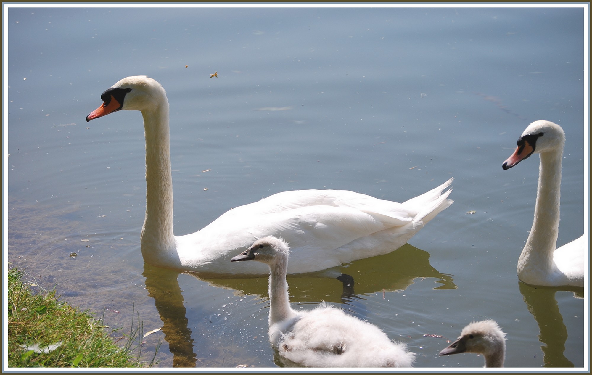 Wallpapers Animals Birds - Swans Arrive de la famille Cygnes