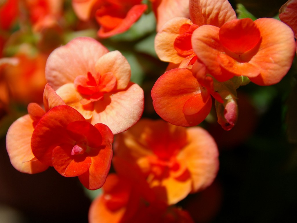 Fonds d'cran Nature Fleurs orange