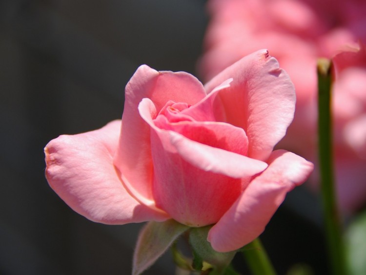 Fonds d'cran Nature Fleurs Rose