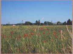 Fonds d'cran Nature Bls et coquelicots