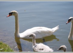 Fonds d'cran Animaux Arrive de la famille Cygnes