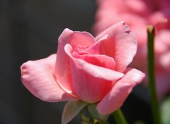 Fonds d'cran Nature Rose