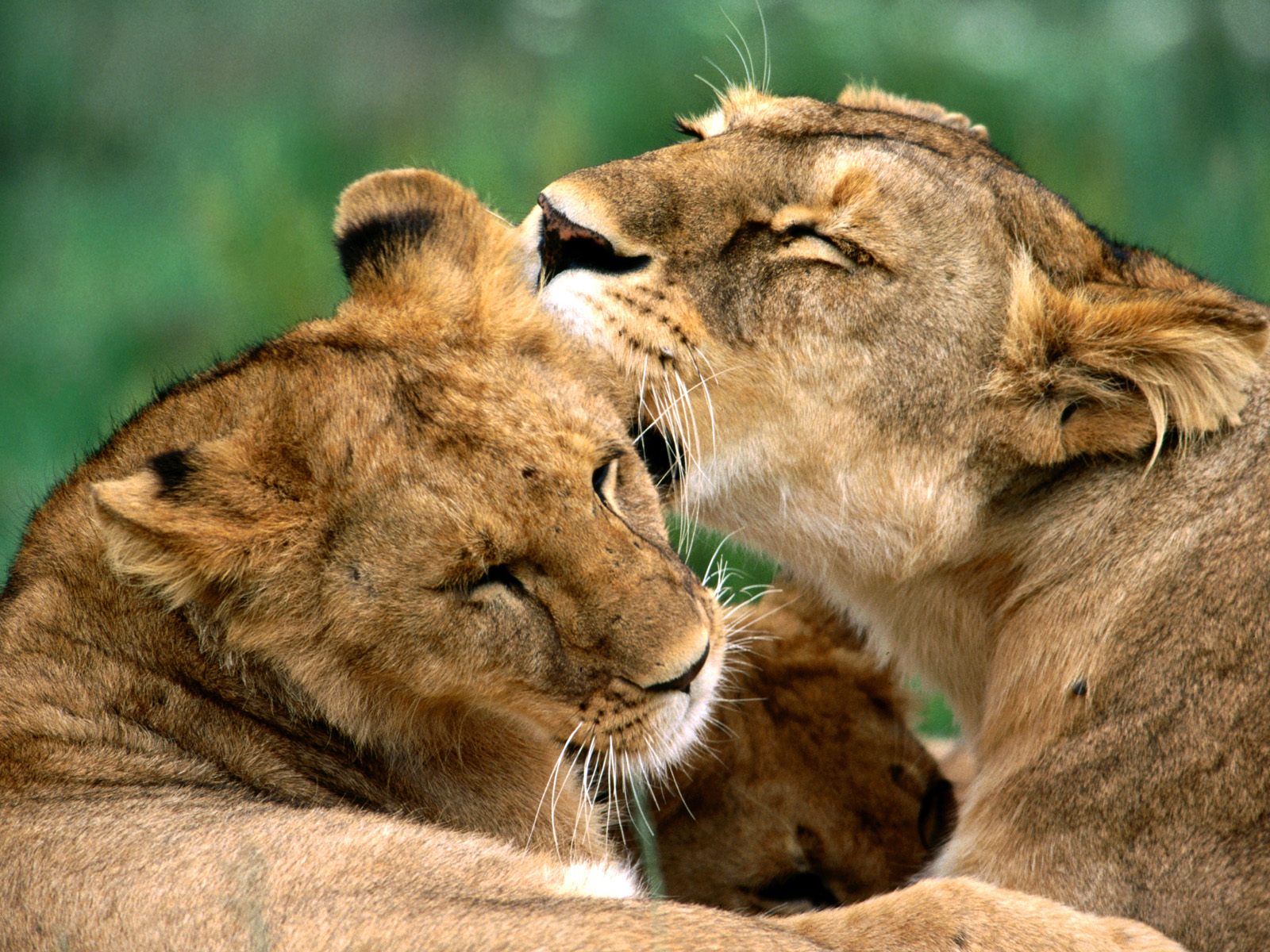 Fonds d'cran Animaux Flins - Lions Tendresse de la savane...