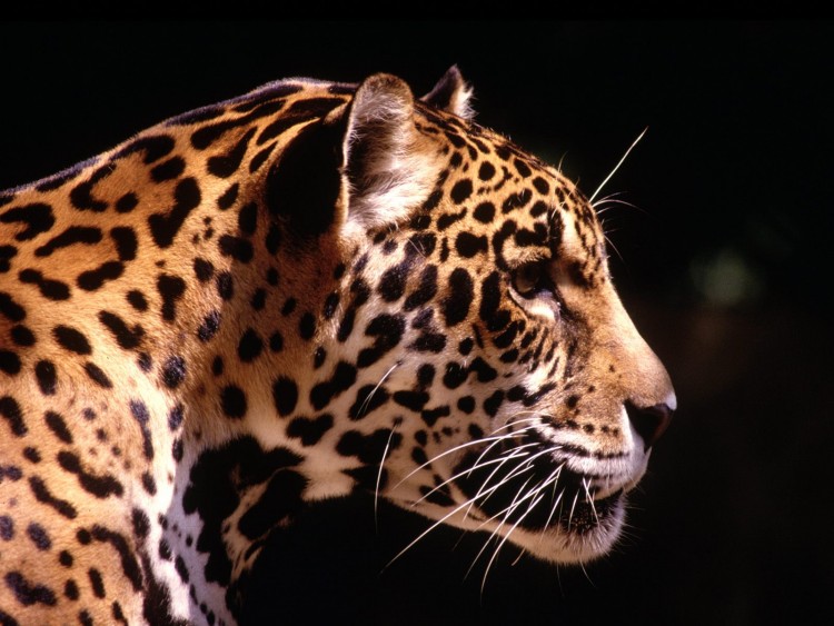 Wallpapers Animals Felines - Jaguars Jaguar de profil