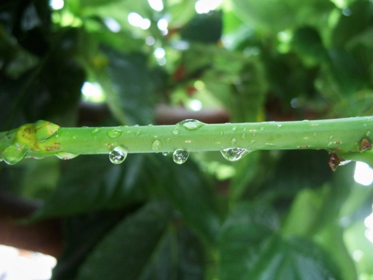 Fonds d'cran Nature Plantes - Arbustes gouttelettes