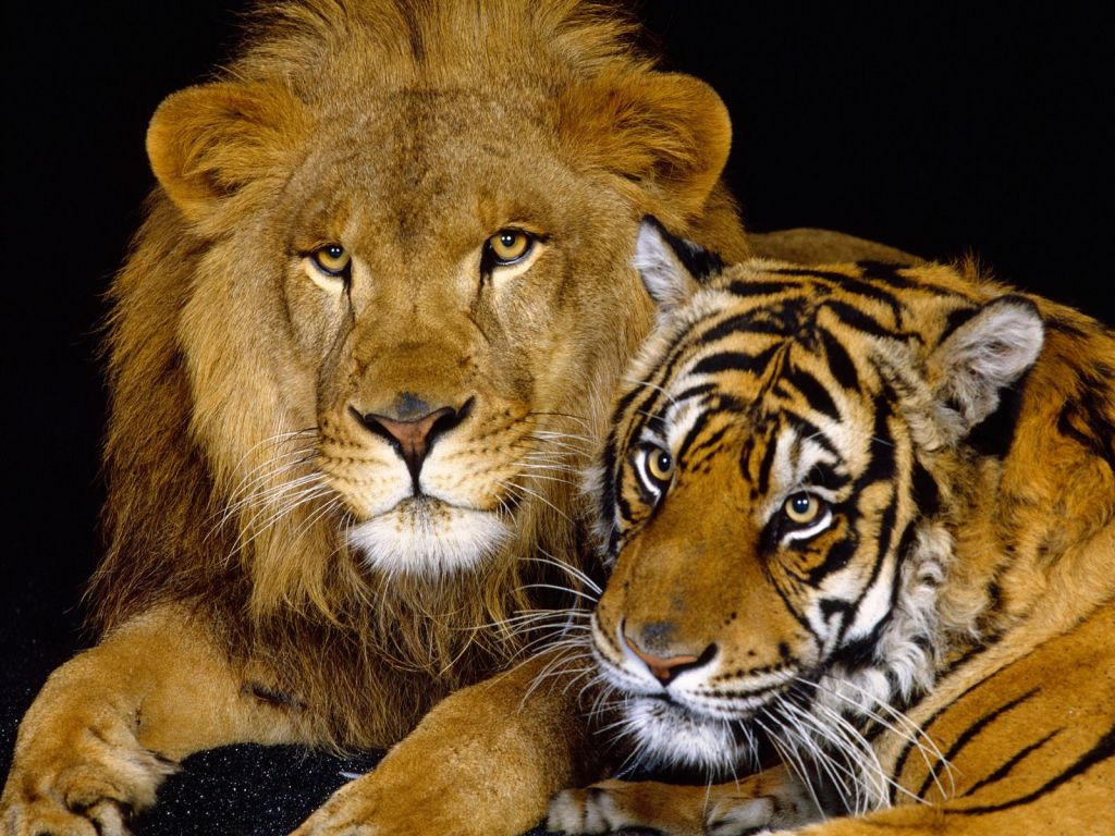 Wallpapers Animals Felines - Lions Beauts flines