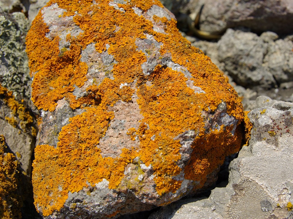 Wallpapers Nature Rocks - Stones - Sand Pierre avec Lichenes