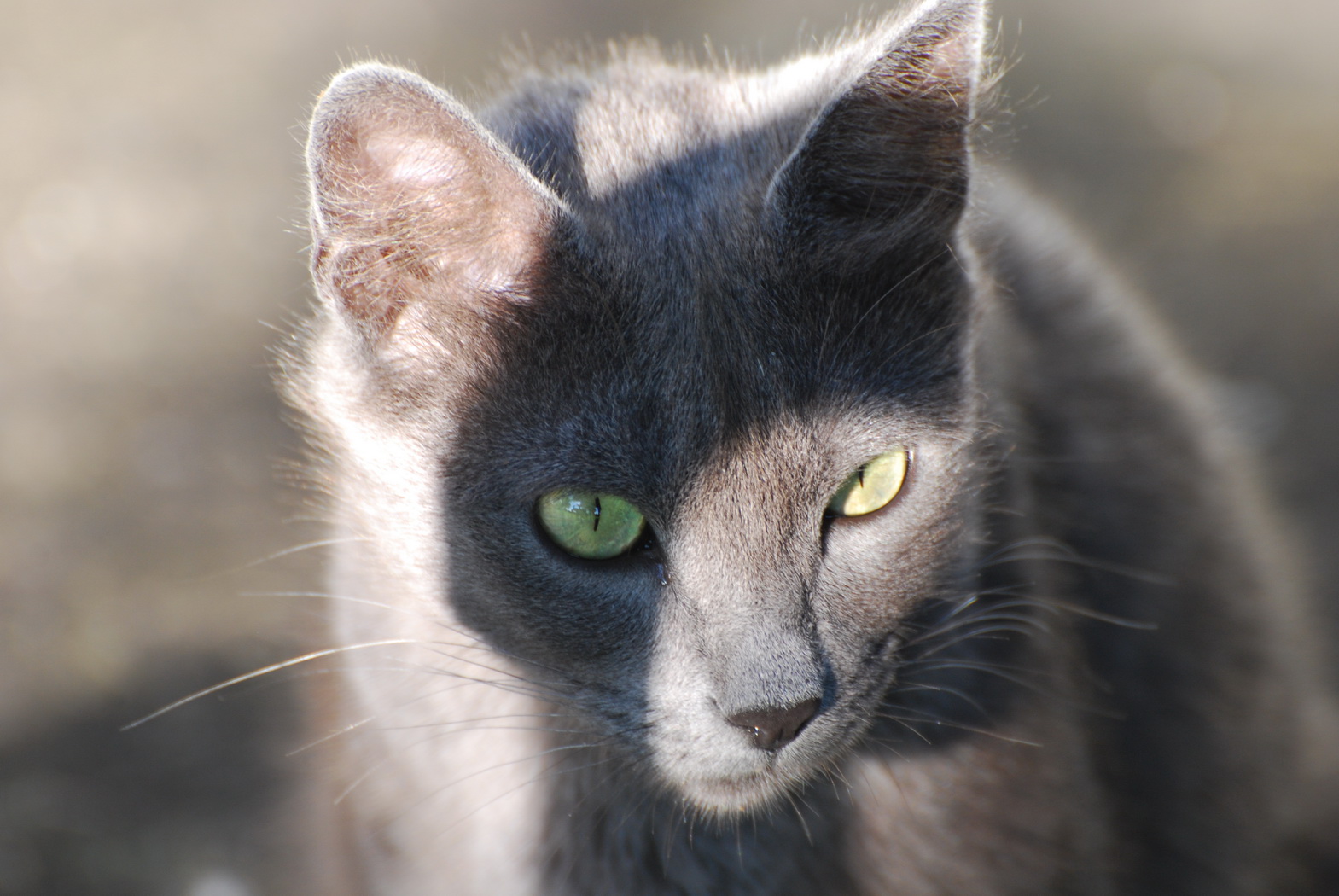 Fonds d'cran Animaux Chats - Chatons Jolies yeux de chats