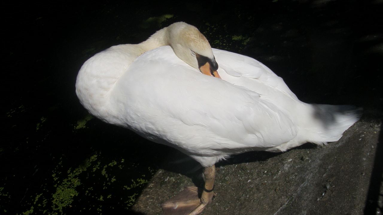 Wallpapers Animals Birds - Swans un cygne dort profondment