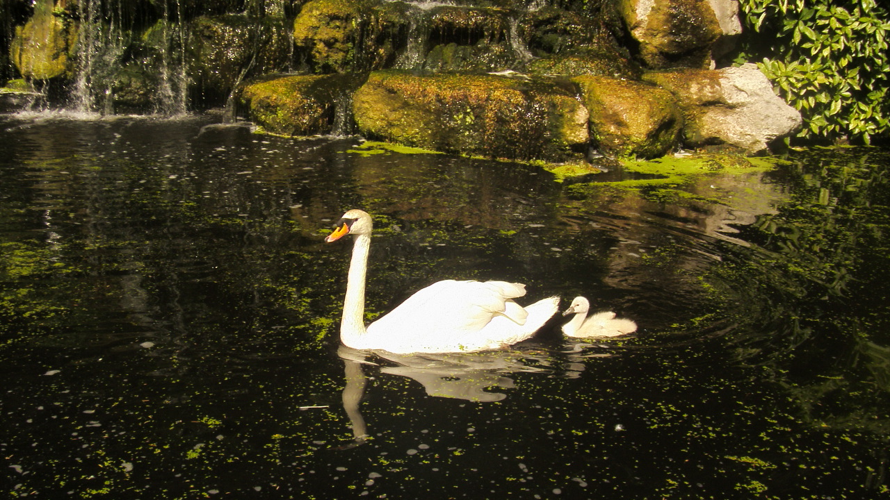 Wallpapers Animals Birds - Swans le bb cygne suit sagement sa maman