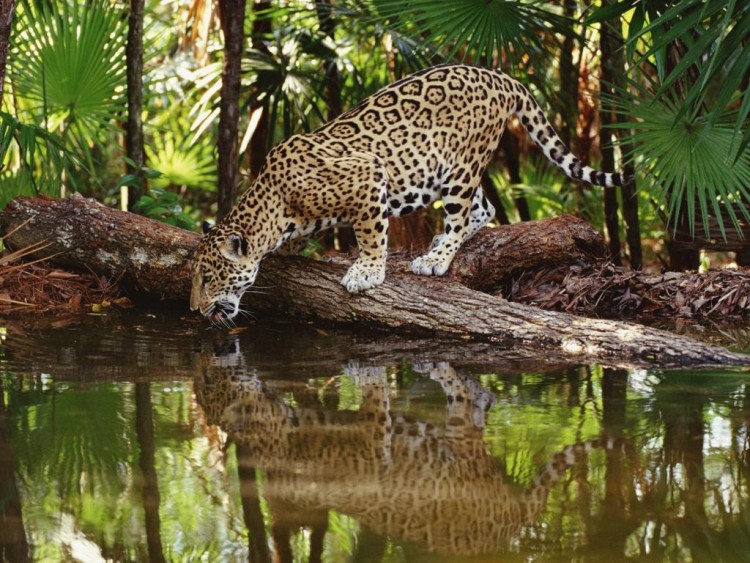 Wallpapers Animals Felines - Jaguars La soif d'un jaguar...